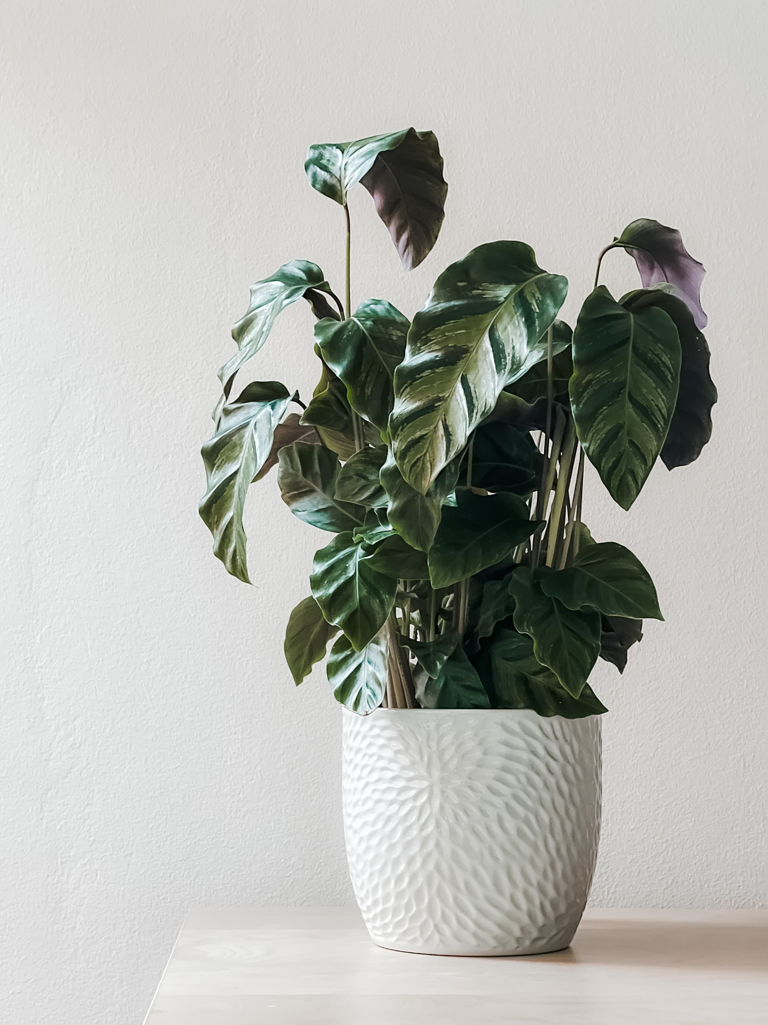 Calathea (Goeppertia louisae)