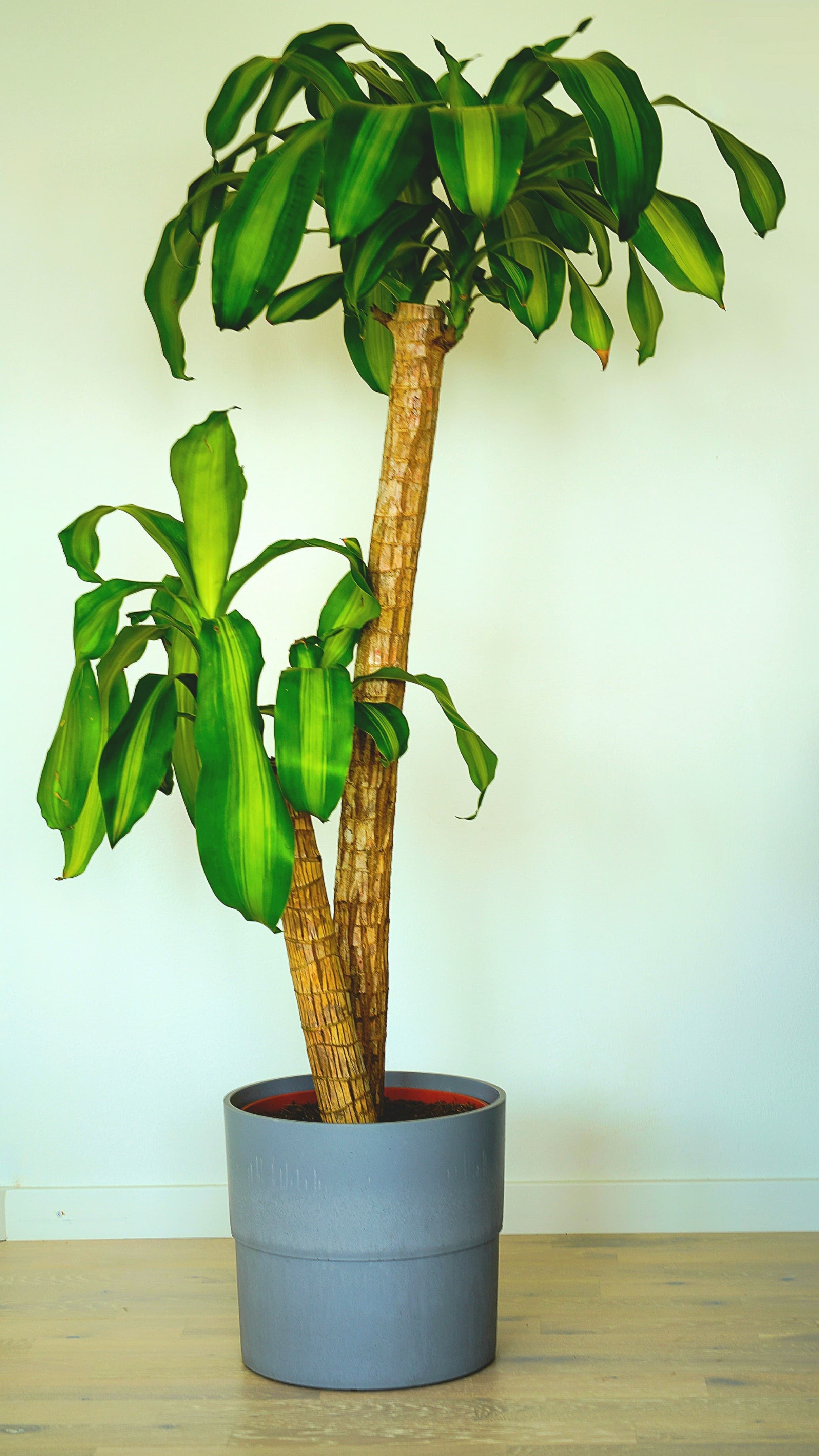 Corn Plant (Dracaena fragrans 'Massangeana')