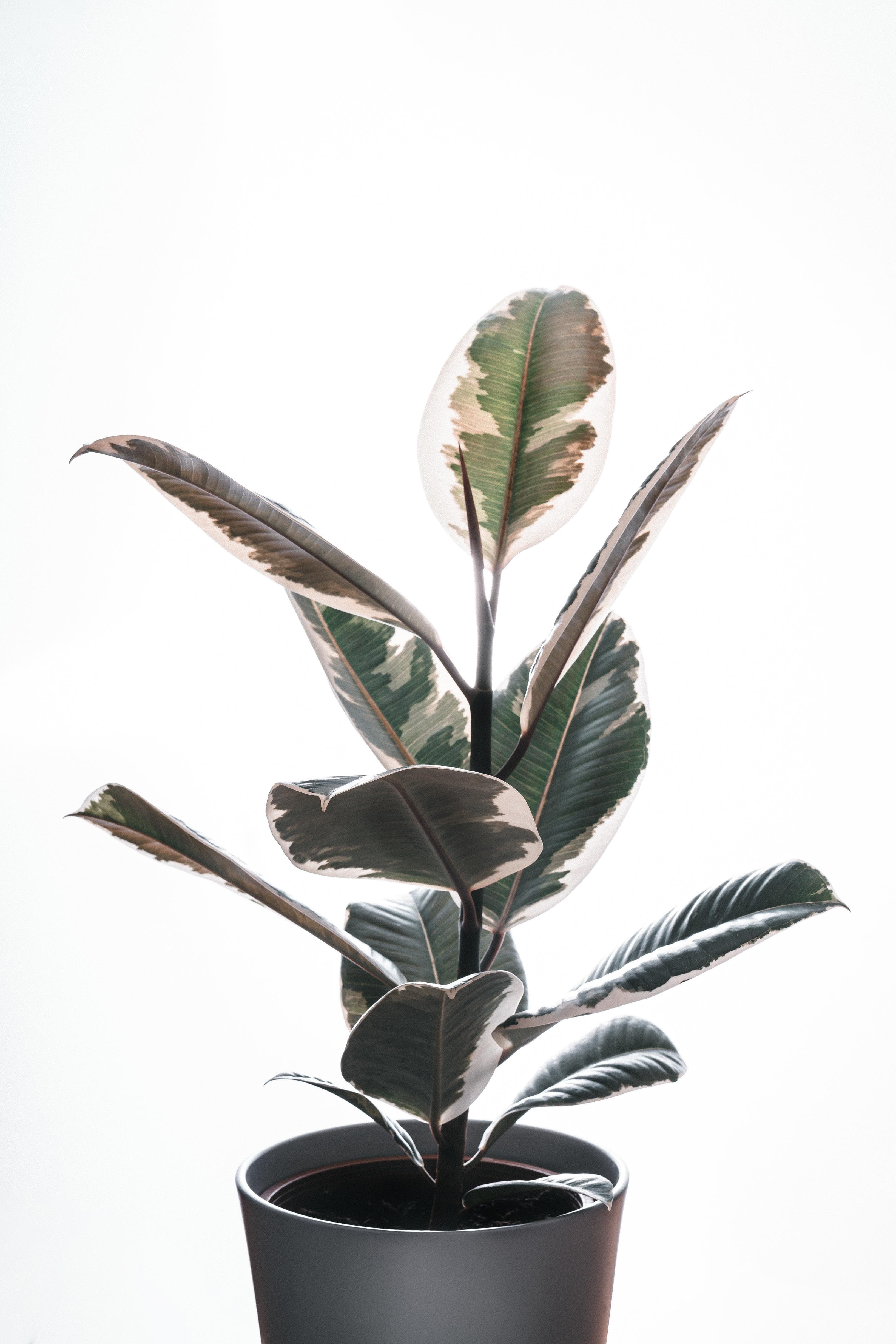 Variegated Rubber Tree (Ficus elastica 'Tineke')