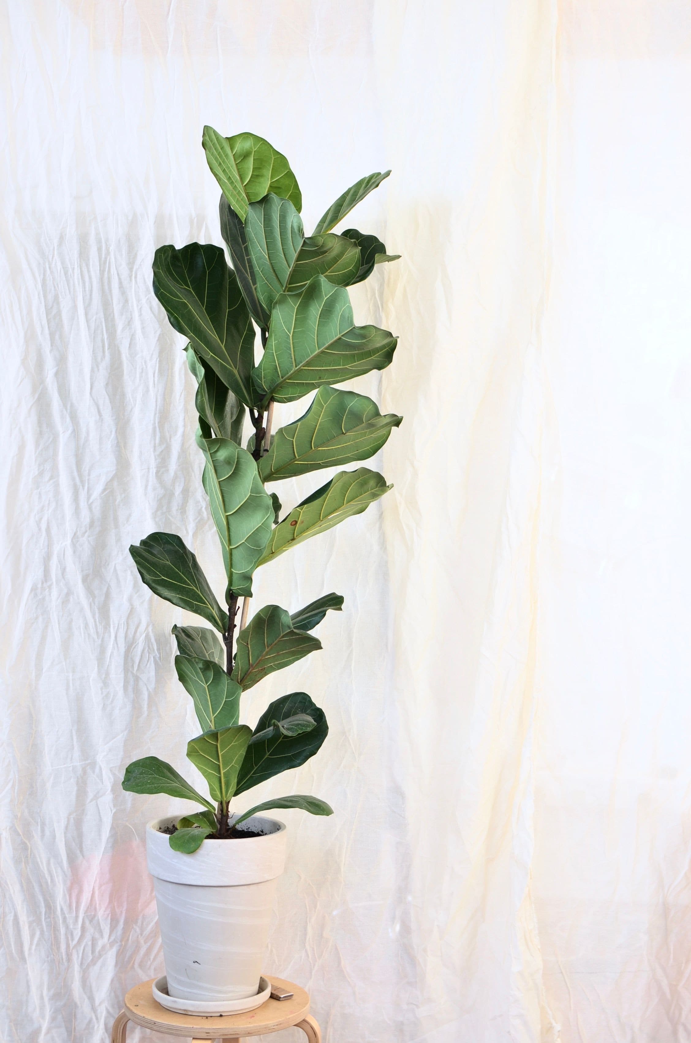 Fiddle Leaf Fig (Ficus lyrata)