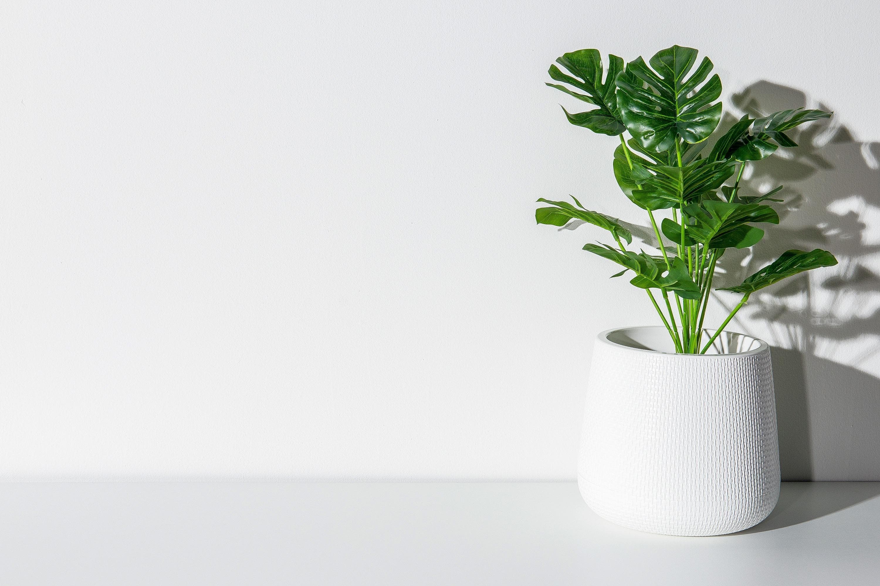 Monstera deliciosa