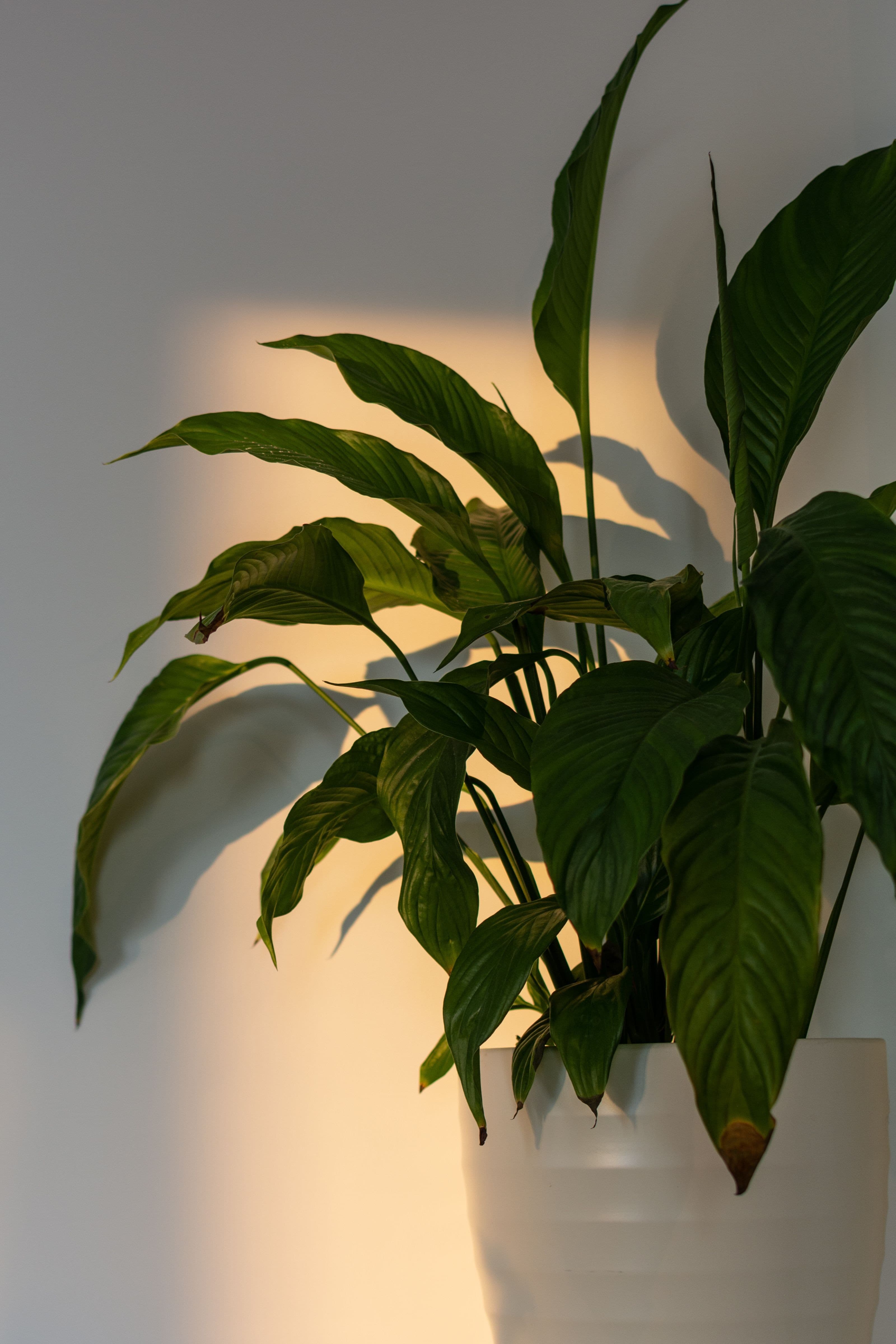Peace Lily (Spathiphyllum)