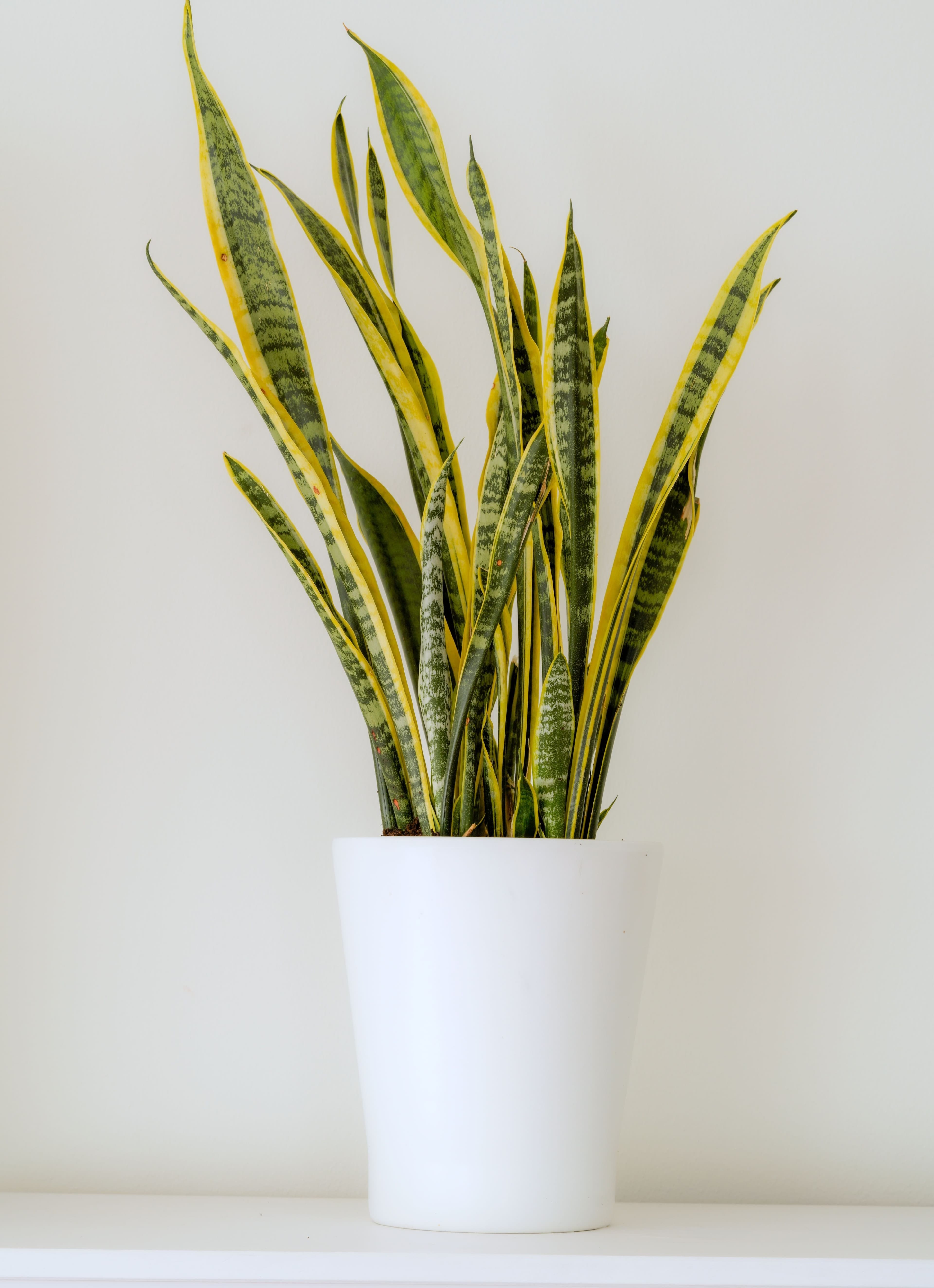 Variegated Snake Plant (Sansevieria 'Laurentii')