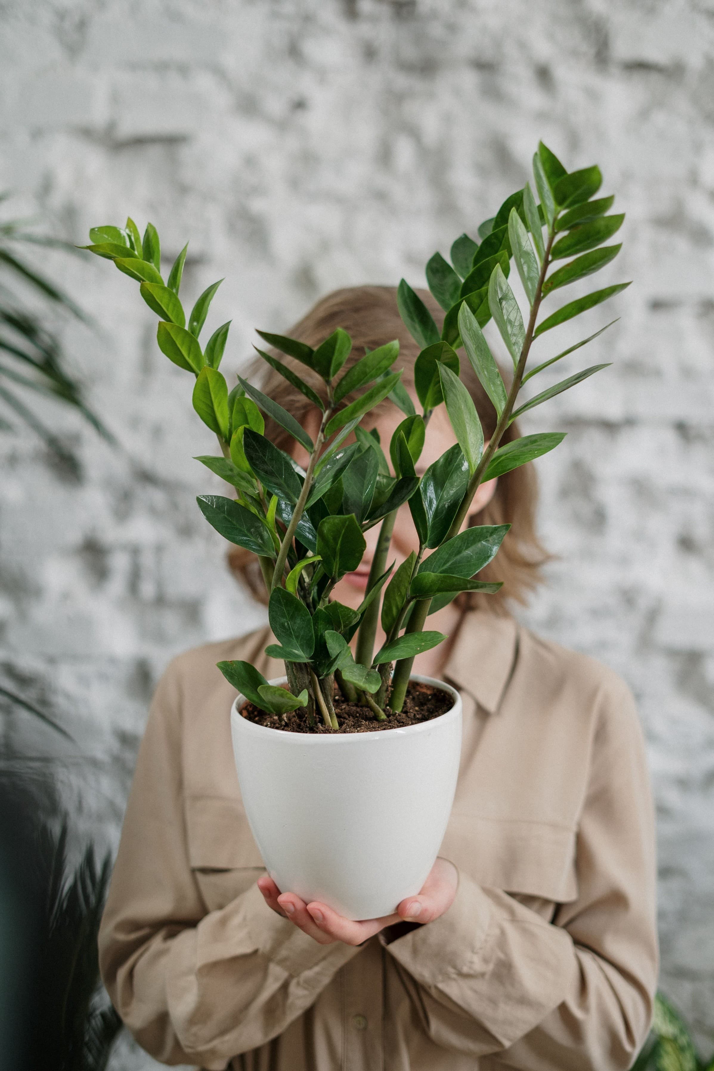 ZZ Plant (Zamioculcas zamiifolia)