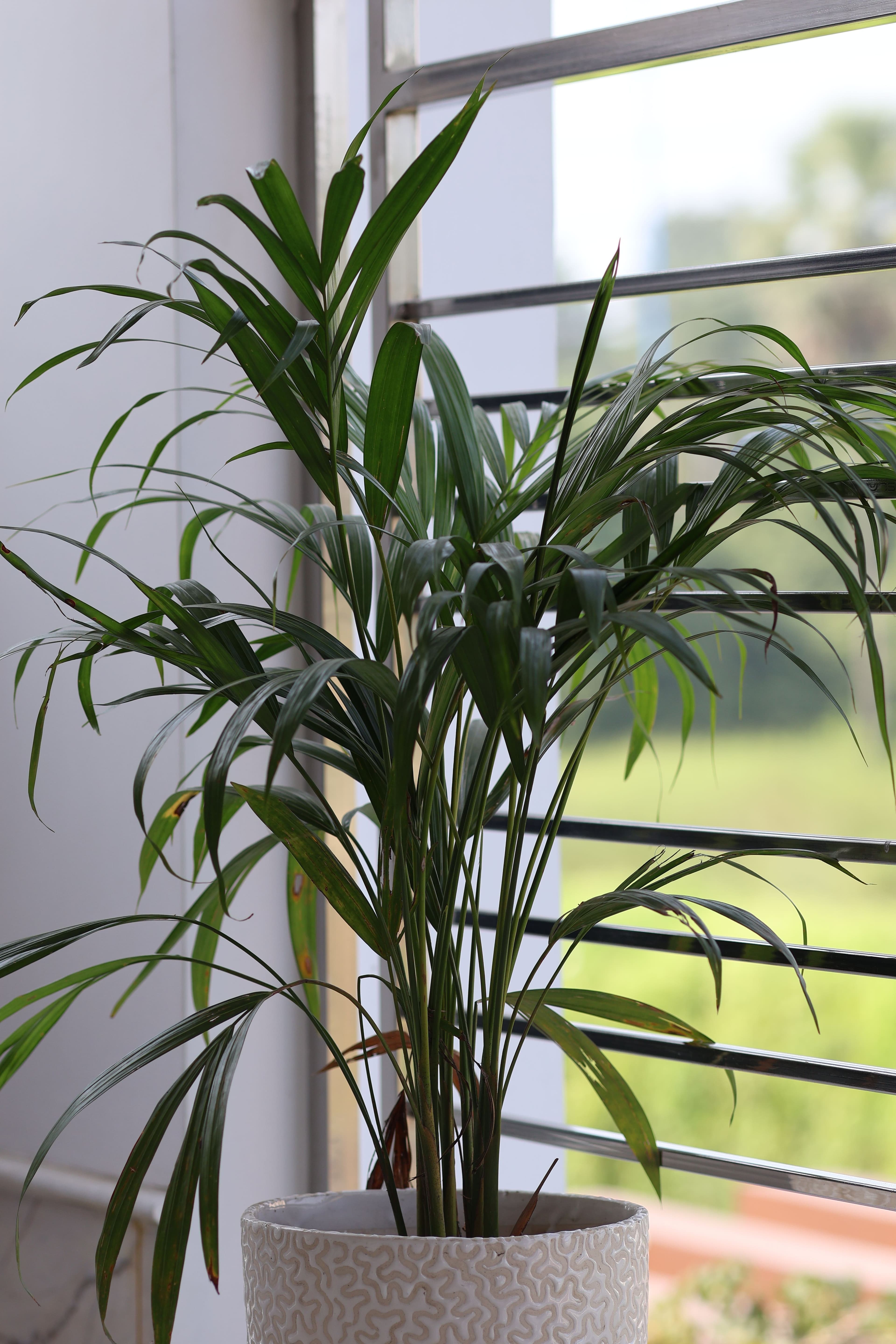 Areca Palm (Dypsis lutescens)