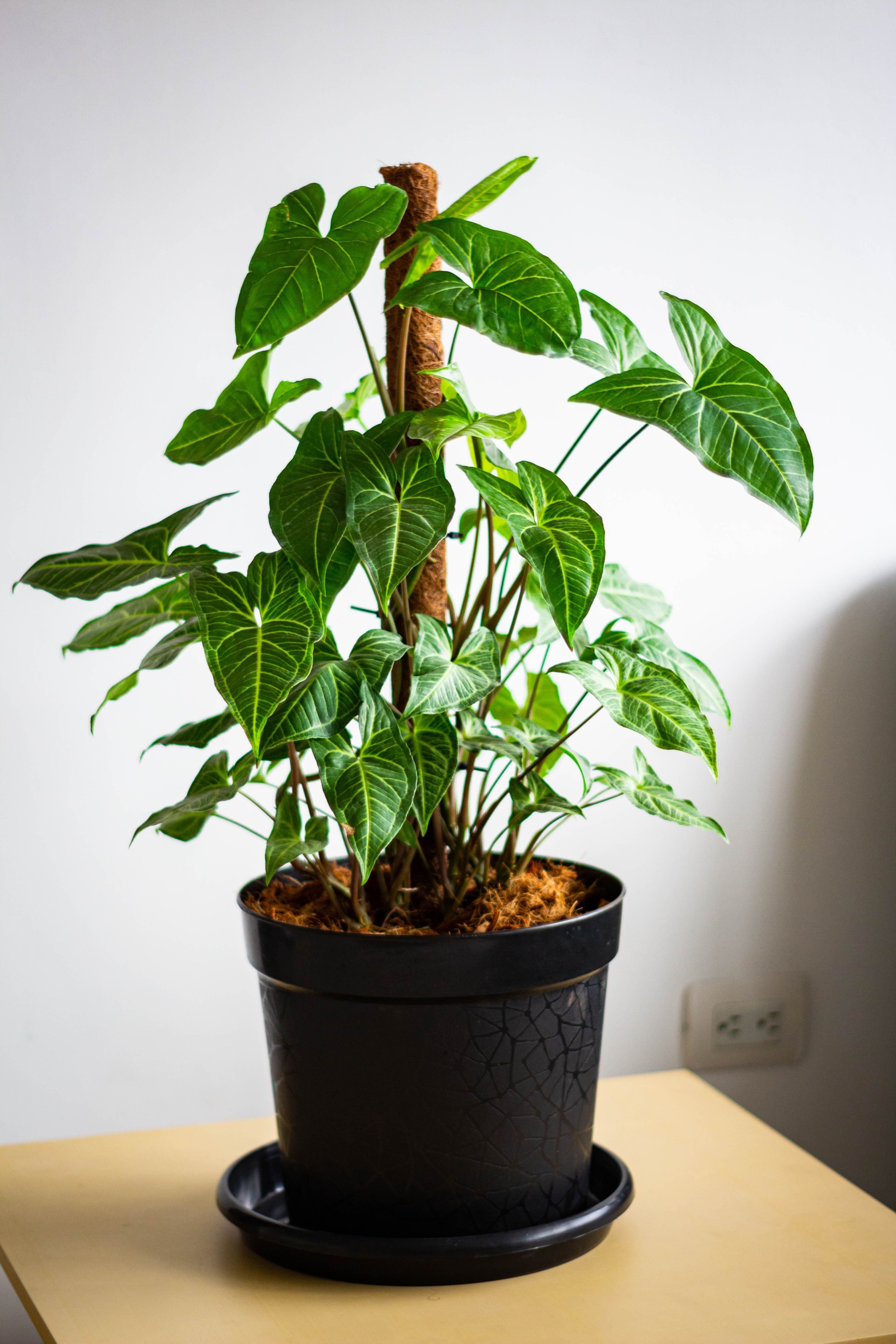 Arrowhead Plant (Syngonium podophyllum)