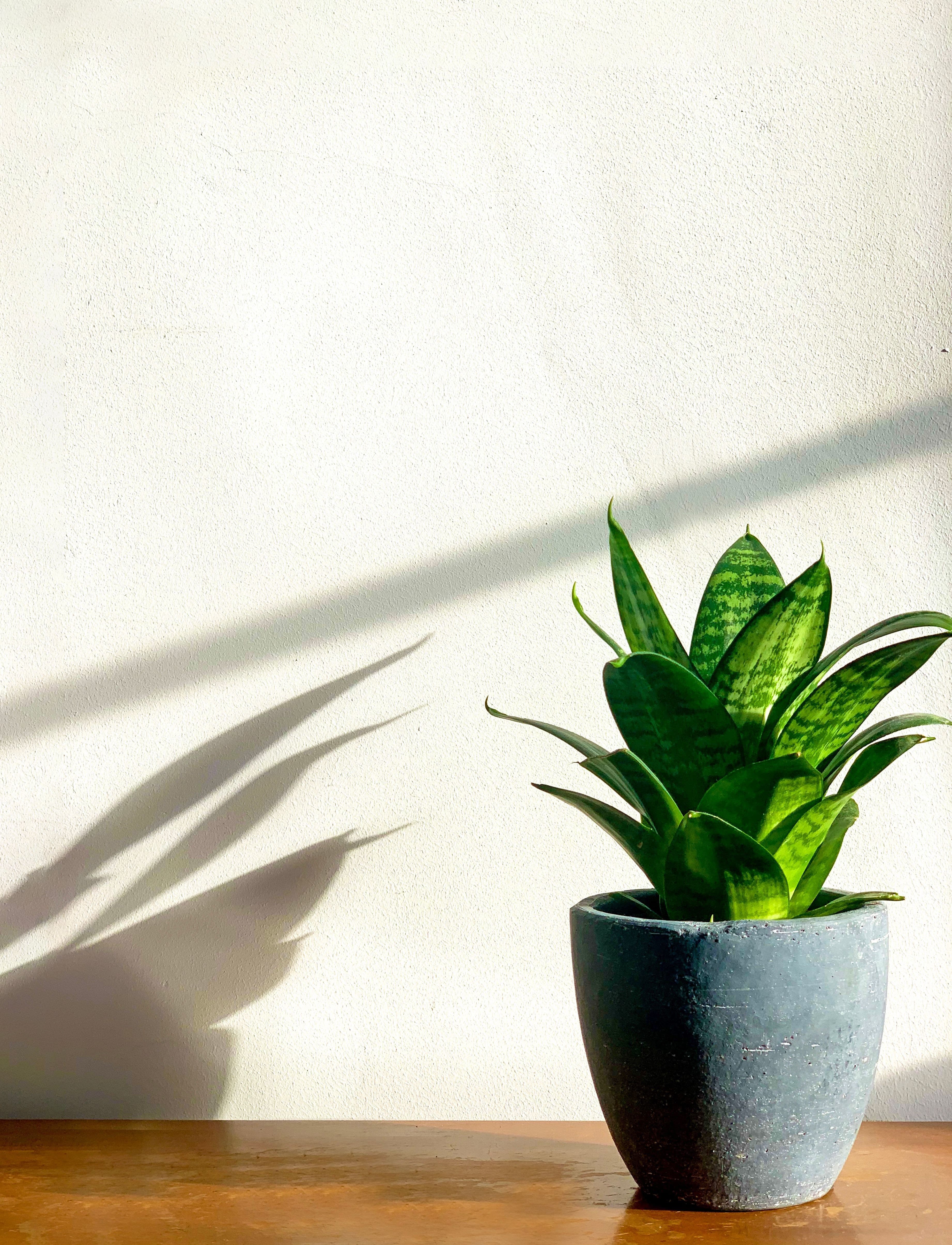 Bird's Nest Snake Plant (Sansevieria 'Hahnii')