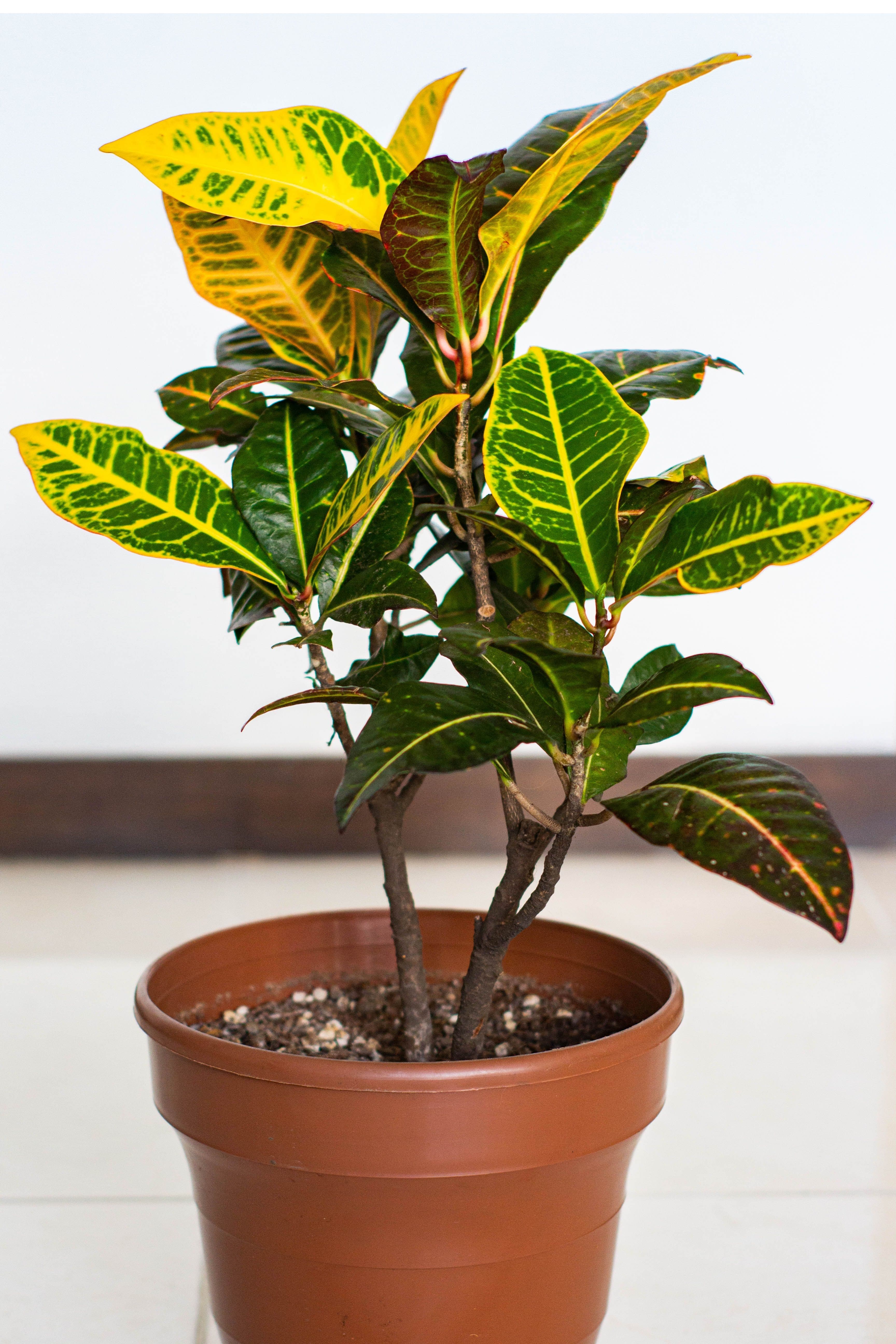 Croton (Codiaeum variegatum 'Petra')