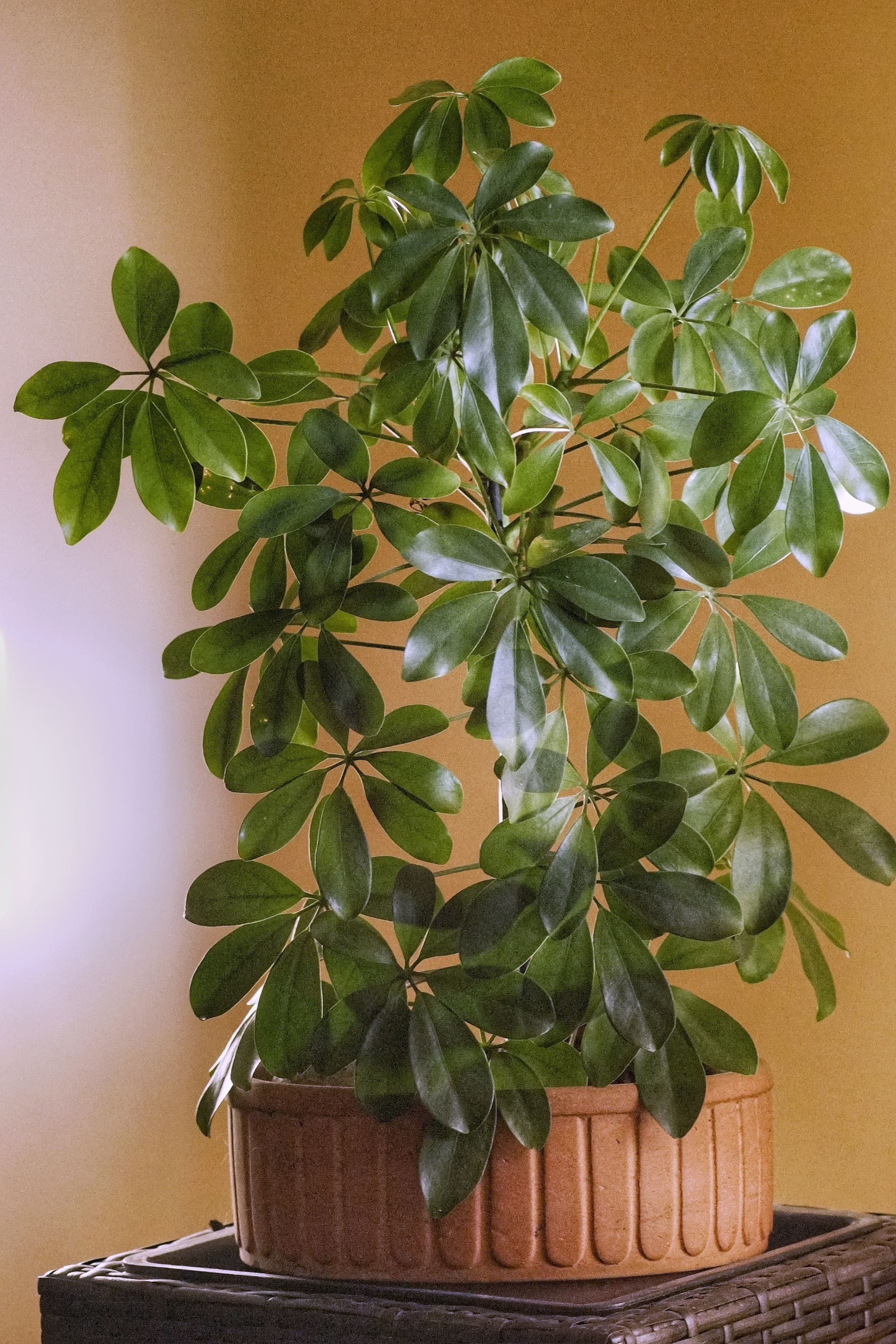 Dwarf Umbrella Tree (Schefflera arboricola)