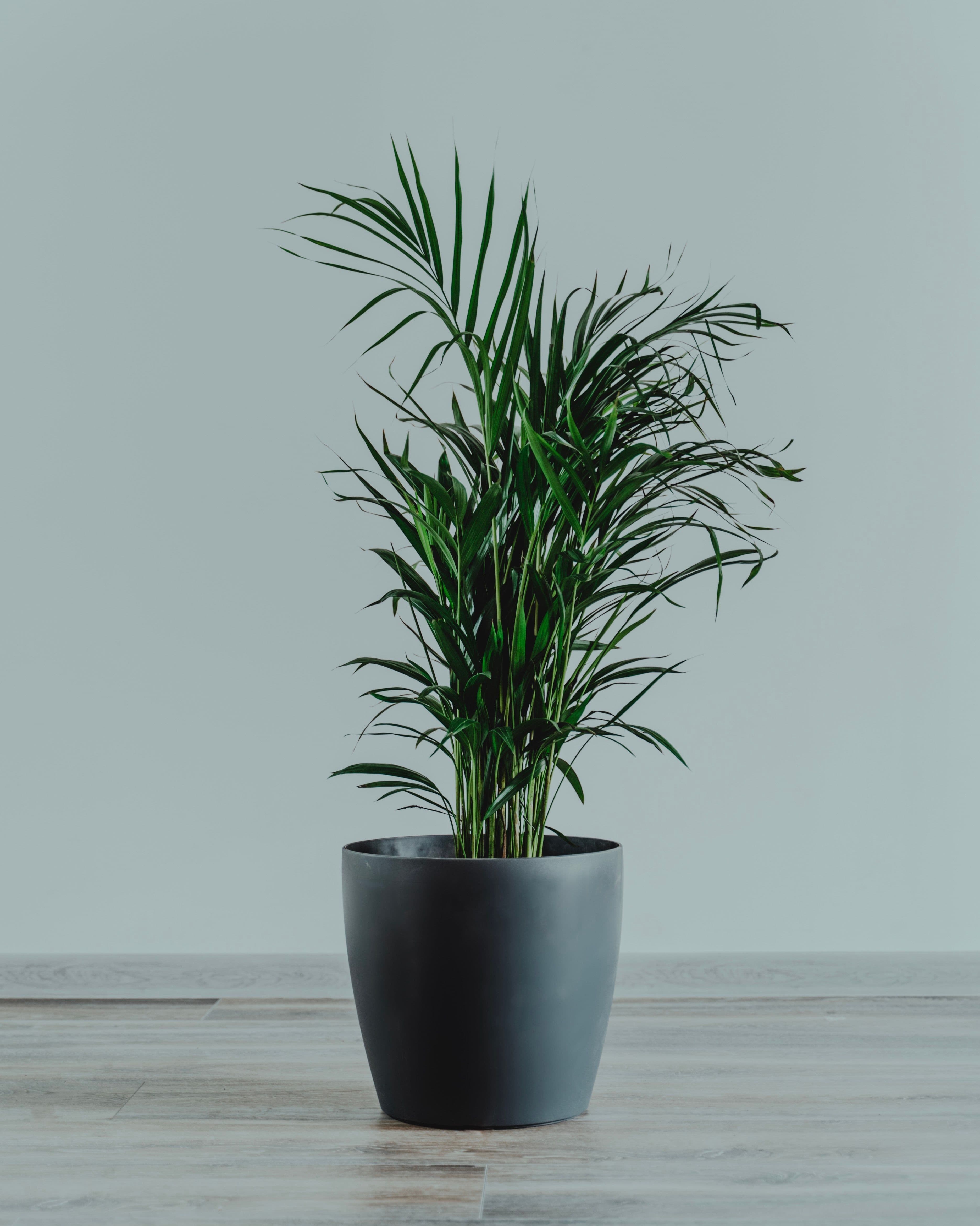 Elegant Indoor Palm (Chamaedorea / Dypsis Style)