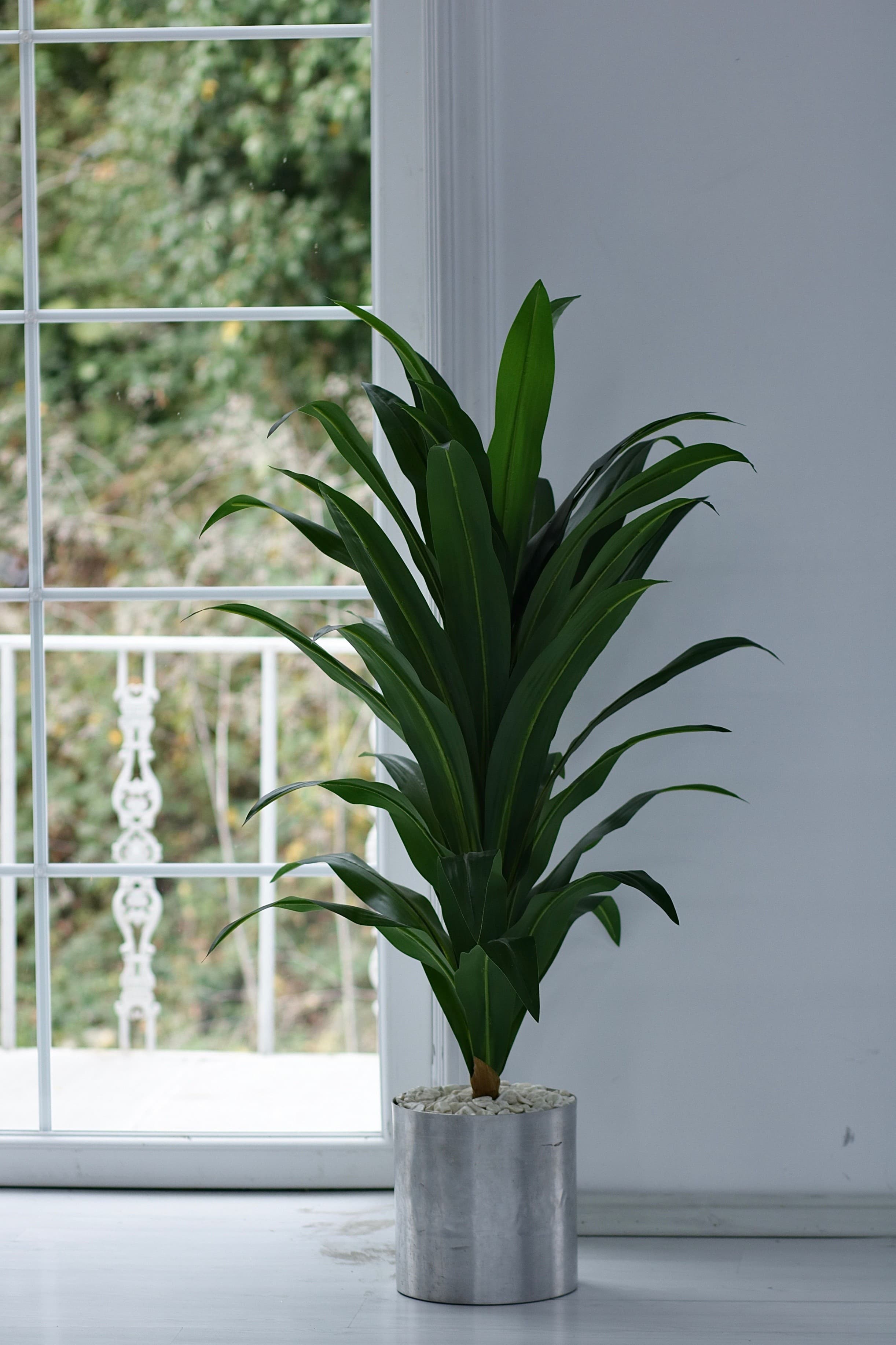 Janet Craig Dragon Tree (Dracaena fragrans)