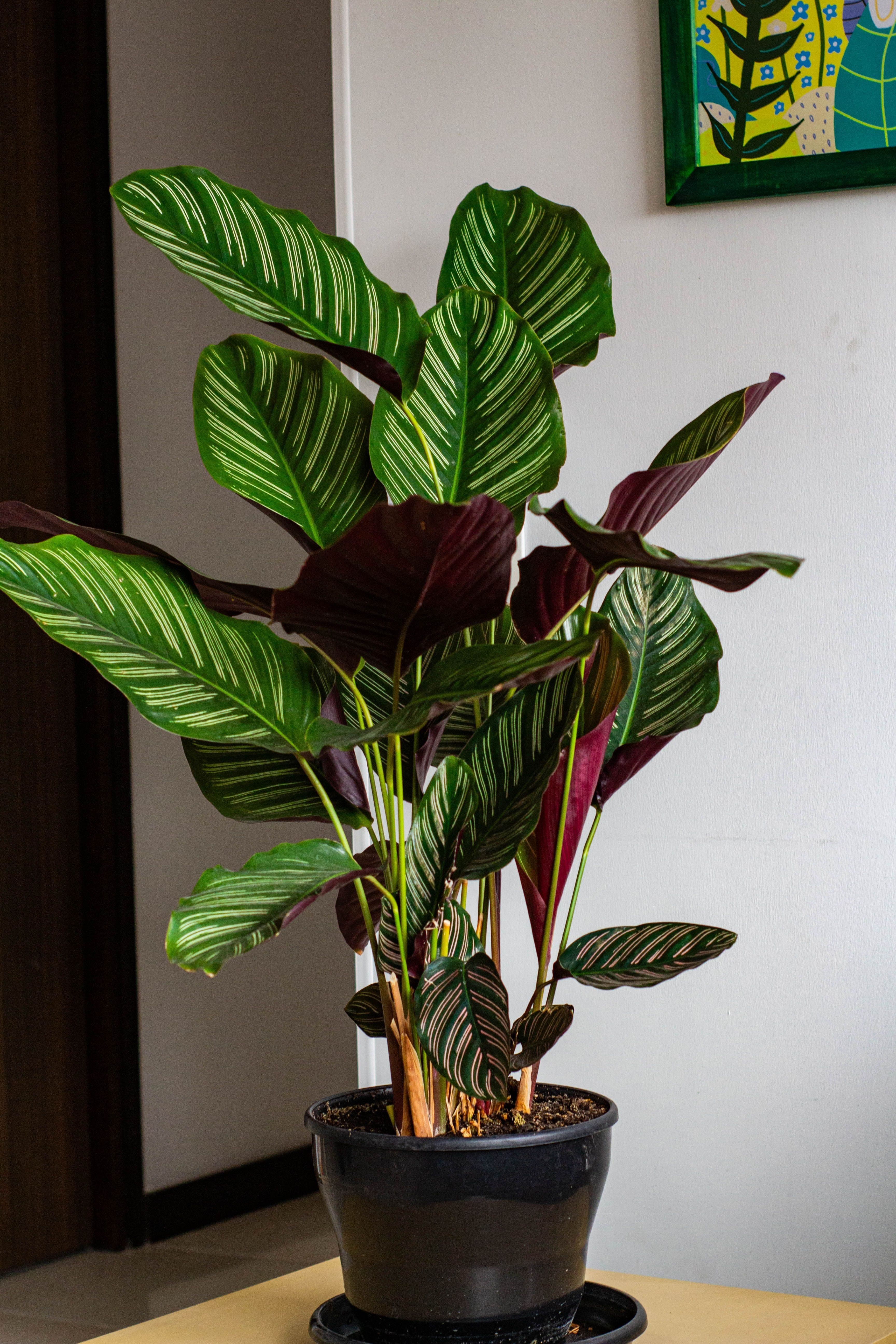 Pinstripe Calathea (Goeppertia ornata)