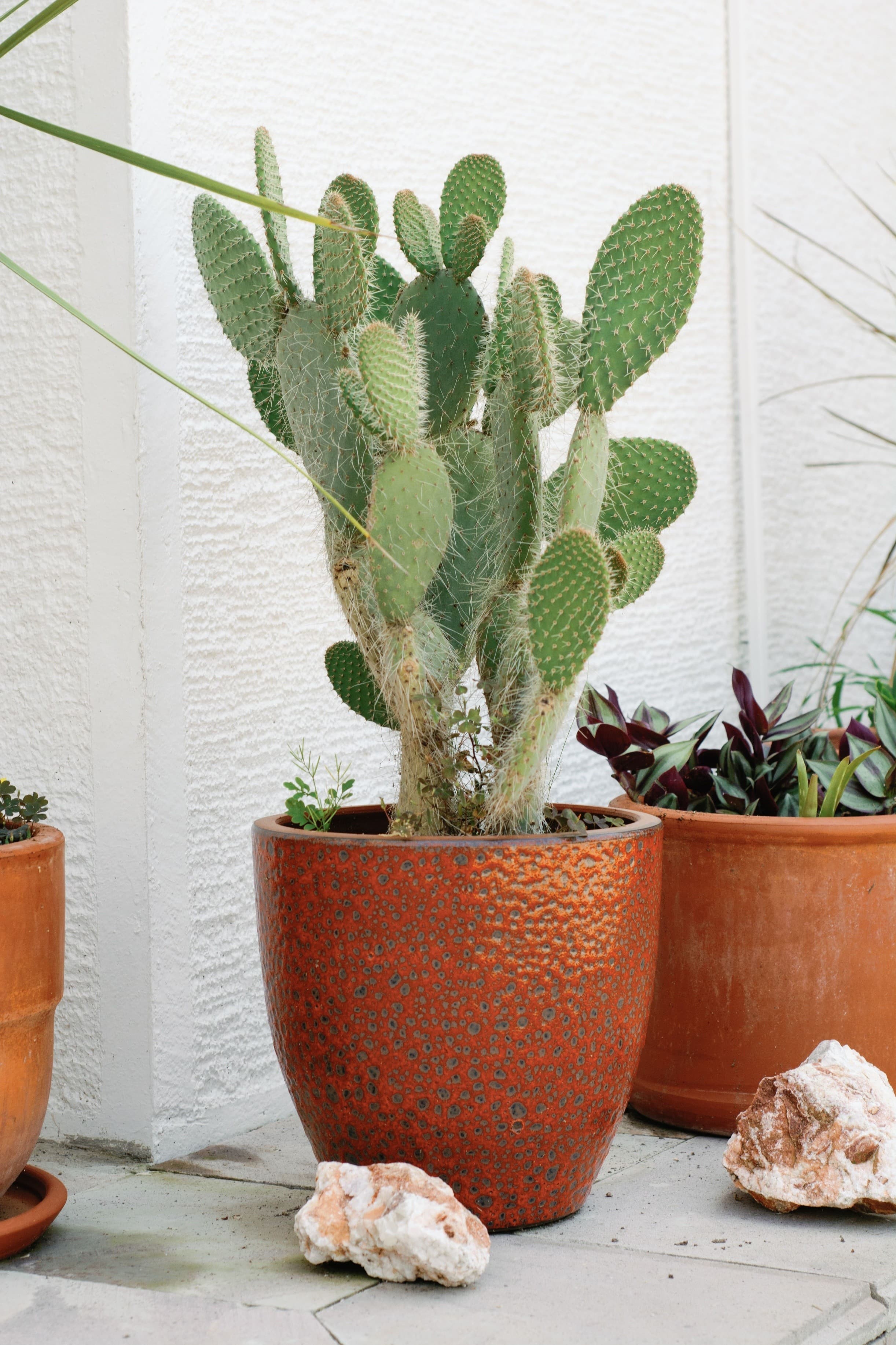 Prickly Pear Cactus (Opuntia)