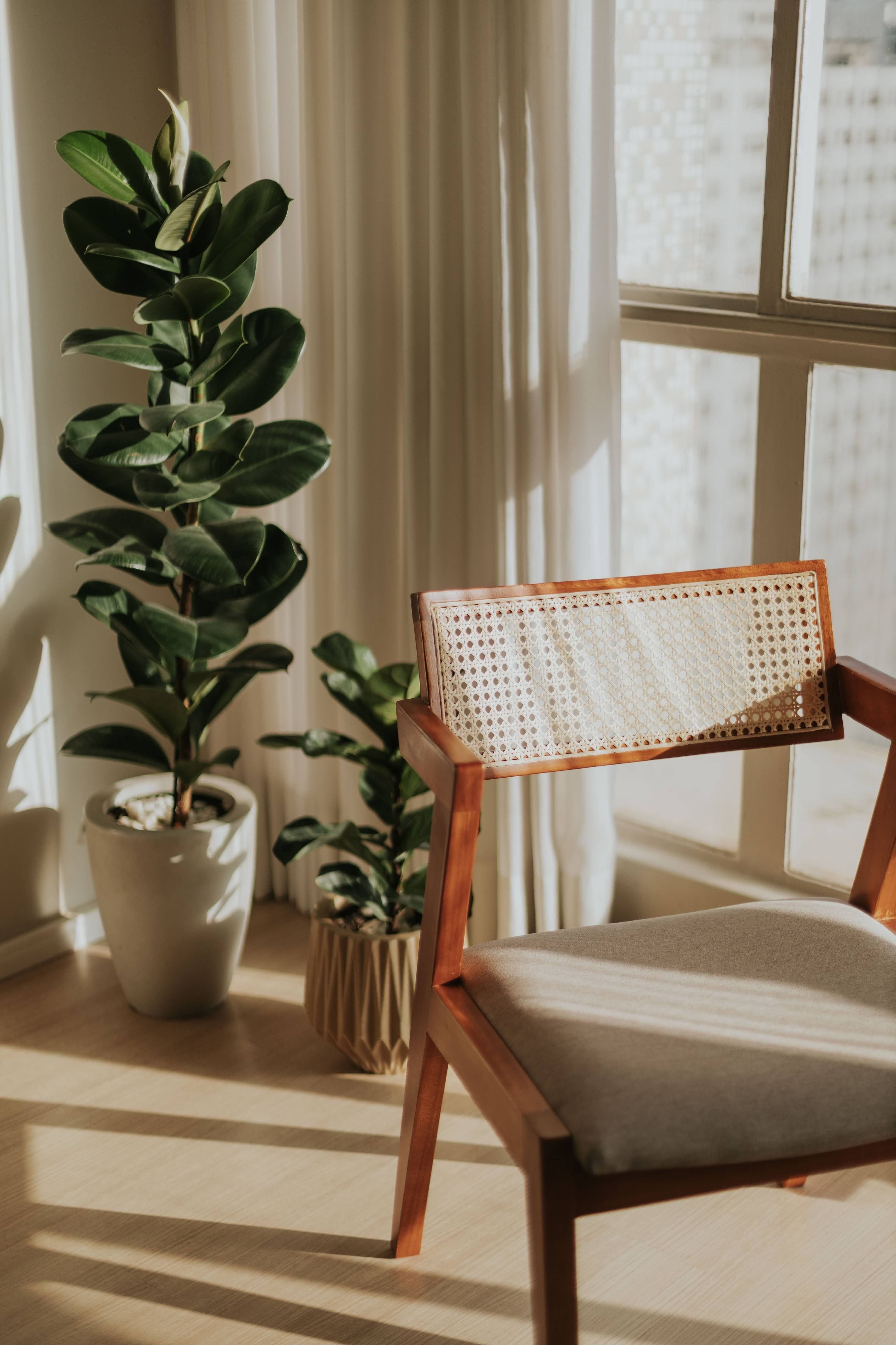Rubber Tree (Ficus elastica)