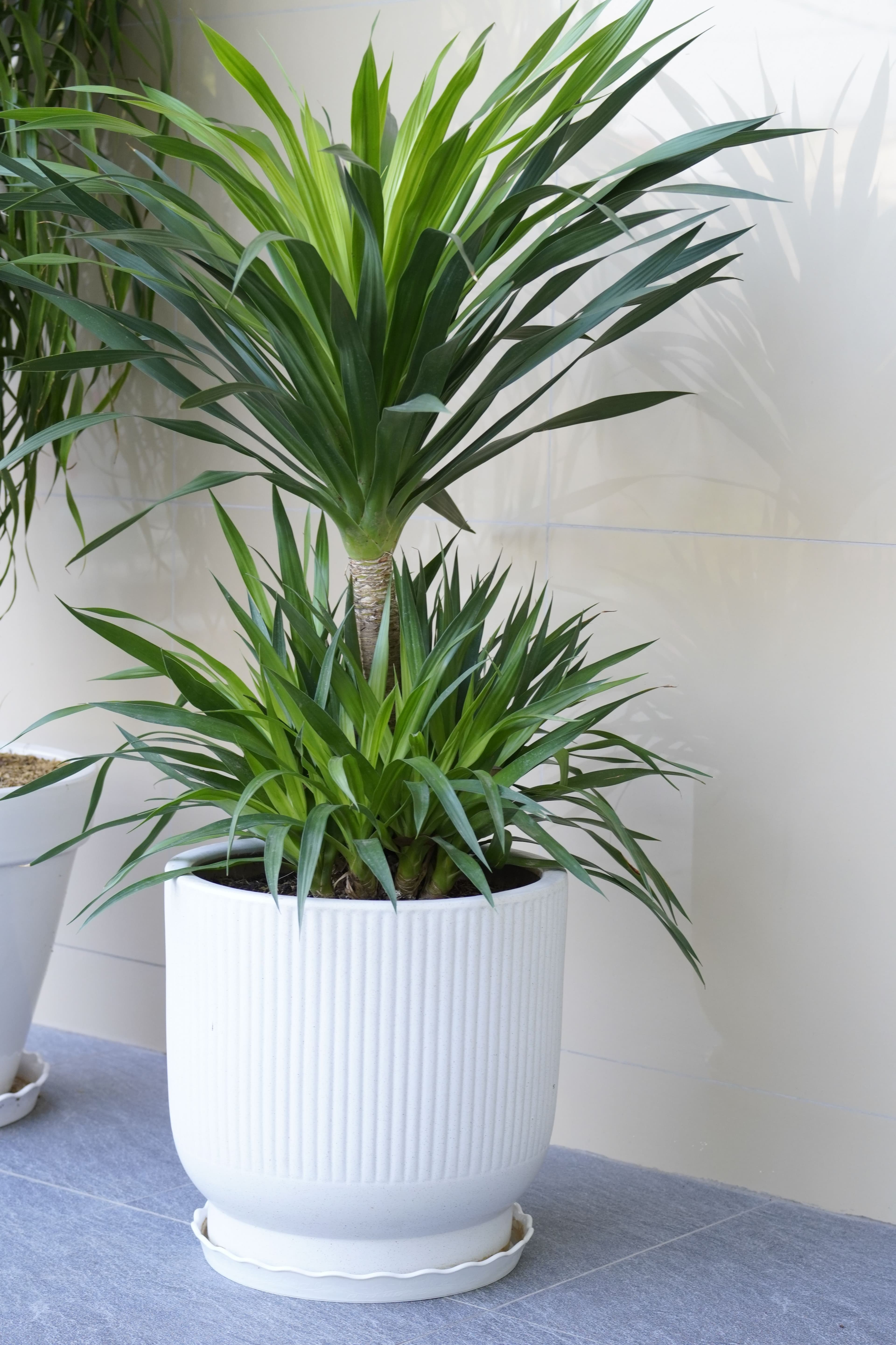 Spineless Yucca (Yucca gigantea)